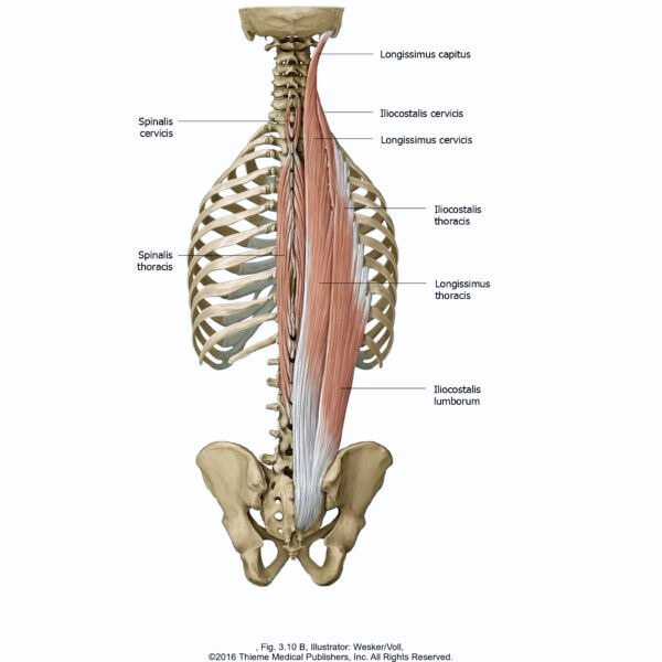 Diagram of back muscles with labels